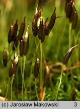 Dicranoweisia cirrata (kędzierzawiec wąsaty)