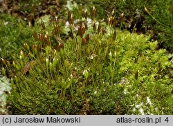 Dicranoweisia cirrata (kędzierzawiec wąsaty)