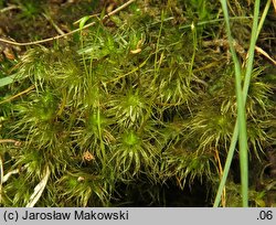 Dicranum polysetum (widłoząb kędzierzawy)