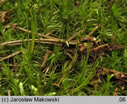 Dicranum polysetum (widłoząb kędzierzawy)