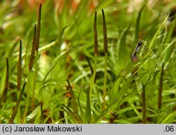 Dicranum scoparium (widłoząb miotłowy)