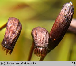 Dicranum scoparium (widłoząb miotłowy)