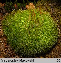 Dicranum scoparium (widłoząb miotłowy)