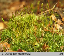 Dicranum scoparium (widłoząb miotłowy)