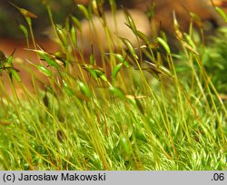 Dicranum scoparium (widłoząb miotłowy)