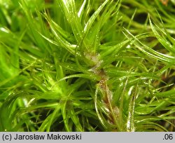 Dicranum scoparium (widłoząb miotłowy)