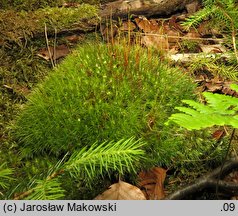 Dicranum scoparium (widłoząb miotłowy)