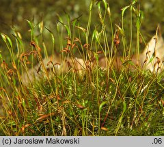 Dicranum scoparium (widłoząb miotłowy)