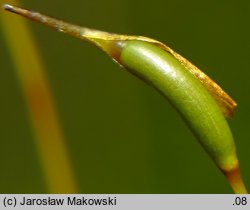 Dicranum scoparium (widłoząb miotłowy)