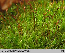 Dicranum scoparium (widłoząb miotłowy)