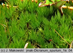 Dicranum spurium (widłoząb zdrożny)