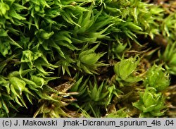 Dicranum spurium (widłoząb zdrożny)