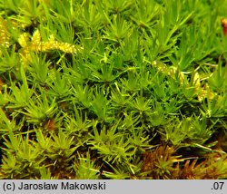 Dicranum viride (widłoząb zielony)