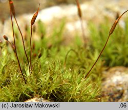 Didymodon fallax (paroząb mylny)