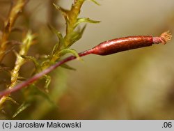 Didymodon fallax (paroząb mylny)