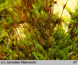 Didymodon fallax (paroząb mylny)