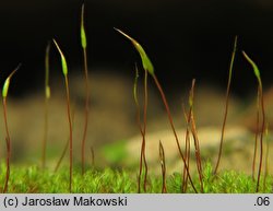 Didymodon fallax (paroząb mylny)