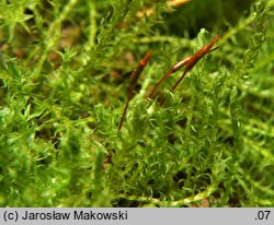 Didymodon fallax (paroząb mylny)