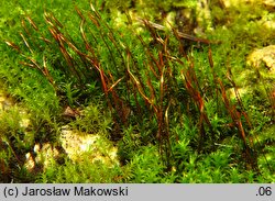 Didymodon fallax (paroząb mylny)