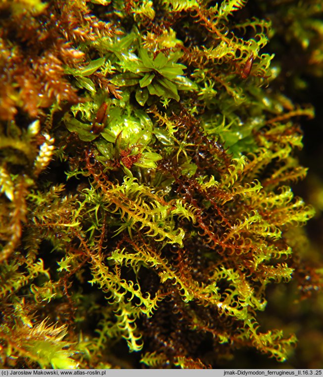 Didymodon ferrugineus (paroząb rdzawy)