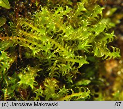 Didymodon ferrugineus (paroząb rdzawy)