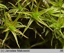 Didymodon rigidulus (paroząb sztywny)