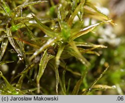 Didymodon rigidulus (paroząb sztywny)