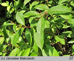 Diervilla lonicera (dierwilla kanadyjska)