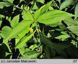 Diervilla lonicera (dierwilla kanadyjska)