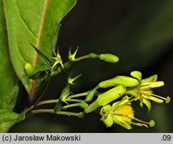 Diervilla lonicera (dierwilla kanadyjska)