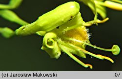 Diervilla lonicera (dierwilla kanadyjska)