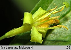 Diervilla lonicera (dierwilla kanadyjska)