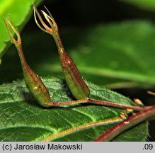 Diervilla lonicera (dierwilla kanadyjska)