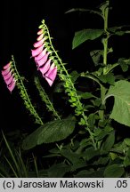 Digitalis purpurea (naparstnica pupurowa)