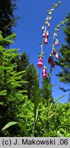 Digitalis purpurea (naparstnica pupurowa)