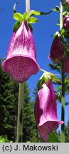 Digitalis purpurea (naparstnica pupurowa)