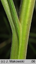 Digitalis purpurea (naparstnica pupurowa)