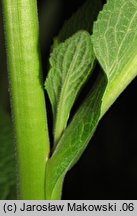 Digitalis purpurea (naparstnica pupurowa)