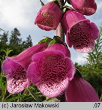 Digitalis purpurea (naparstnica purpurowa)