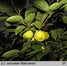 Diospyros kaki (hurma wschodnia)