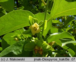 Diospyros kaki (hurma wschodnia)