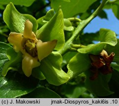 Diospyros kaki (hurma wschodnia)