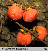 Diospyros virginiana (hurma amerykańska)