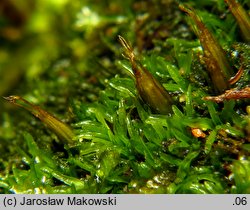 Diphyscium foliosum (koimek bezłodygowy)