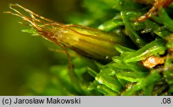 Diphyscium foliosum (koimek bezłodygowy)