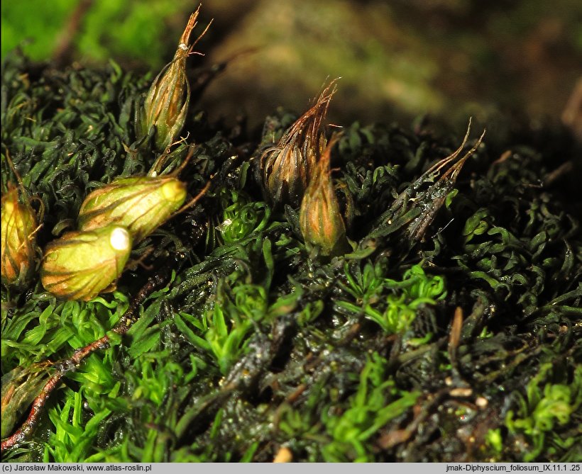 Diphyscium foliosum (koimek bezłodygowy)