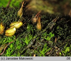 Diphyscium foliosum (koimek bezłodygowy)