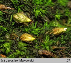 Diphyscium foliosum (koimek bezłodygowy)