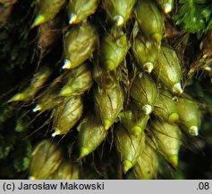 Diphyscium foliosum (koimek bezłodygowy)