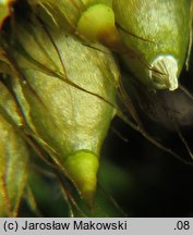 Diphyscium foliosum (koimek bezłodygowy)